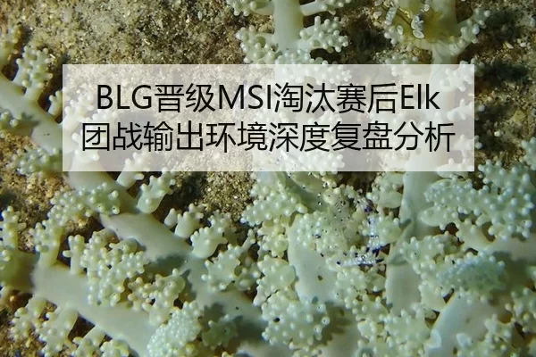 BLG晋级MSI淘汰赛后Elk团战输出环境深度复盘分析